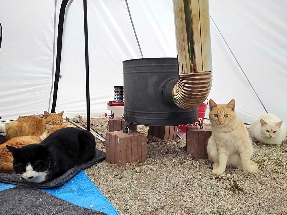ほとんどのダウンロード 猫 テント 作り方 100 で最高の画像