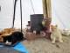 猫ちゃんたちがテントを占拠……！　キャンプ場でたくさんの猫ちゃんズにテントを奪われる癒やしハプニング