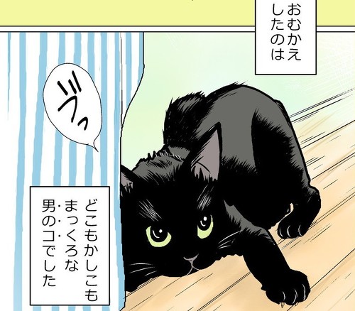 猫がねこをかぶってた 元保護猫の黒猫クウを描いたマンガがワンパクでかわいい 1 2 ページ ねとらぼ