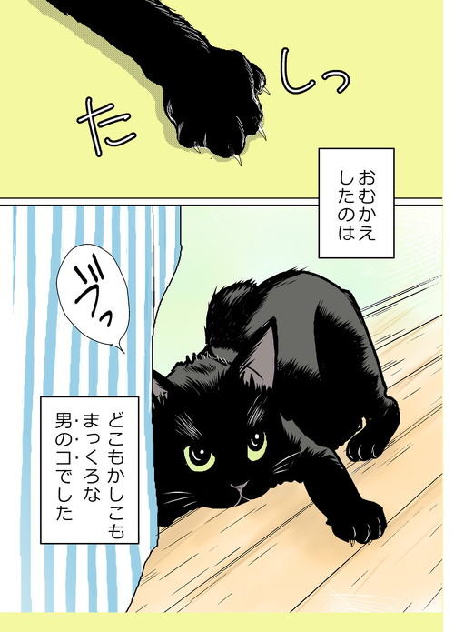猫がねこをかぶってた 元保護猫の黒猫クウを描いたマンガがワンパクでかわいい 1 2 ページ ねとらぼ