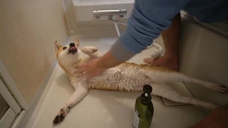 風呂 犬