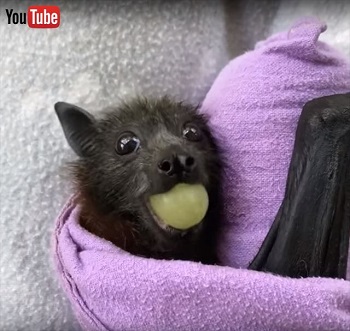 オーストラリア火災から救助されたオオコウモリの赤ちゃん フルーツを