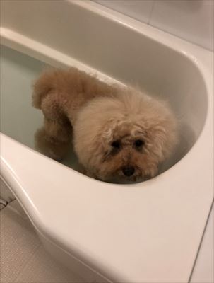 まるで別の犬 シャンプー 泡風呂 足湯が大好きな ふわもこ トイプーちゃんがご機嫌 ねとらぼ