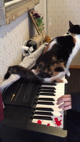 猫 その曲はやめてニャー 猫ふんじゃった を弾く飼い主にブチギレる三毛猫ちゃんから目が離せない ねとらぼ