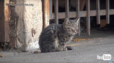 目が見えない子猫