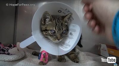 目が見えない子猫