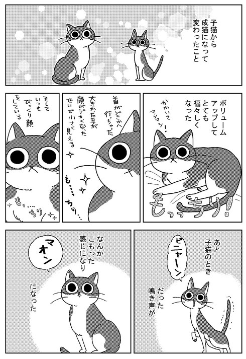 心も体もボロボロで帰宅したら愛猫に心配された話に共感の声 何度も猫に助けられました 察して慰めてくれる ねとらぼ