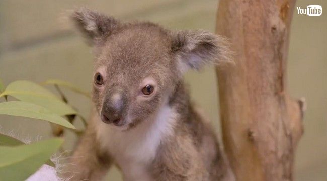 小さくてモフモフ サンディエゴ動物園のコアラの赤ちゃん ねとらぼ