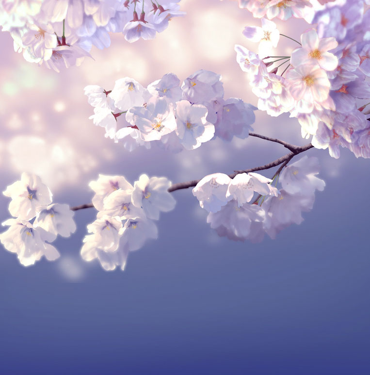 桜が見られないなら描けばいい お花見気分が味わえる美しい 桜の絵 に驚きと感動の声 ねとらぼ