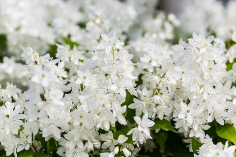 卯月 の語源は卯の花が咲く頃だから うと卯と兎と宇をめぐる旅 後編 ねとらぼ