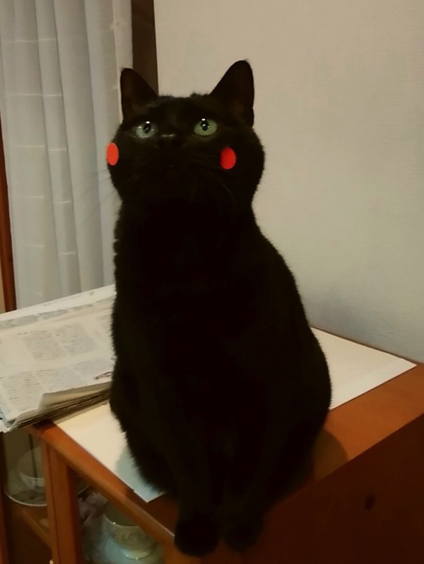 猫 私は何をやらされてますか 飼い主 くまモン です 赤いほっぺの黒猫 ねこモン がゆるかわいい ねとらぼ