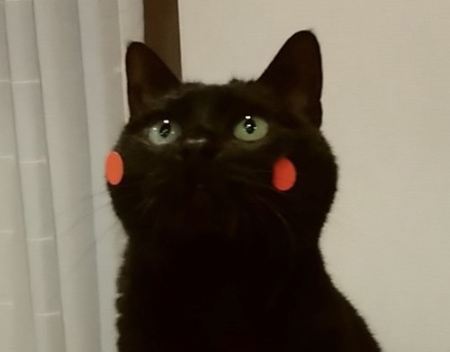 くまモンにそっくりな黒猫ちゃん