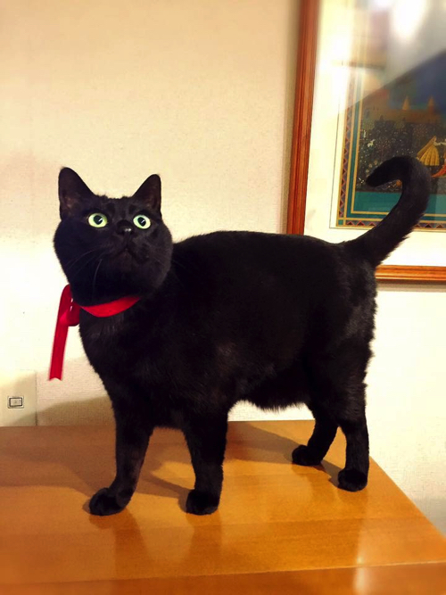くまモンにそっくりな黒猫ちゃん