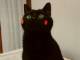 猫「私は何をやらされてますか？」飼い主「くまモン…です」　赤いほっぺの黒猫「ねこモン」がゆるかわいい