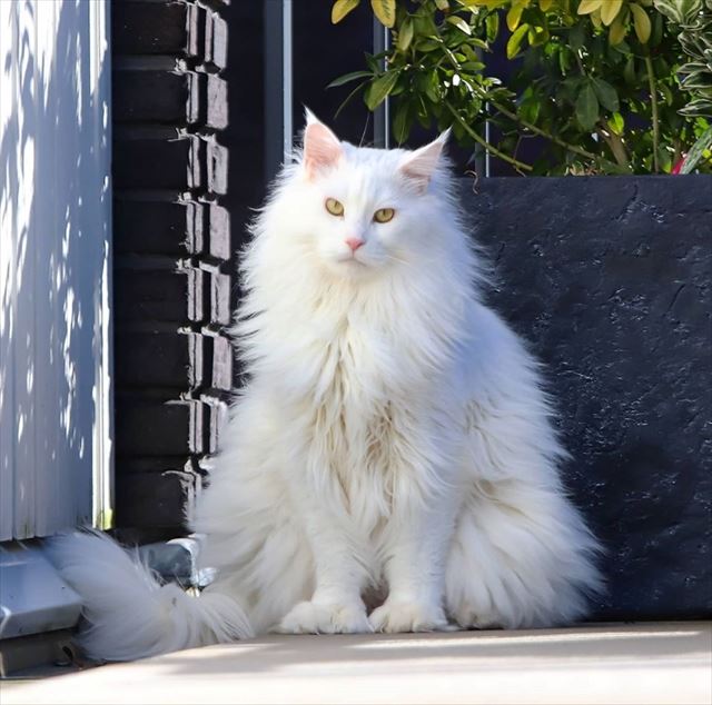 フワフワ白くて美しい メインクーンの猫ちゃんたちが抱きしめたいモフモフさ 1 2 ページ ねとらぼ