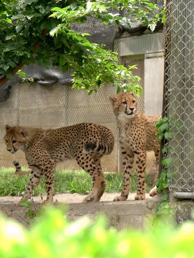 チーター ですよね 何かいいことあった と聞きたくなるチーターの ふにゃ顔 が面白かわいい ねとらぼ