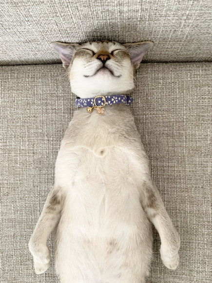 背筋ピン 気をつけ の姿勢でスヤスヤする猫だと 人間みたいな猫ちゃんの寝姿に笑っちゃう ねとらぼ