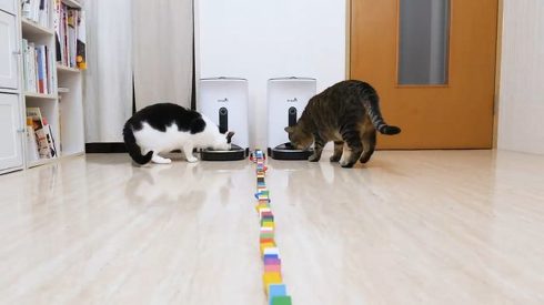 ピタゴラ装置に本物の猫ちゃんを 実装 したら 動画 ねことドミノ が信じられない完成度 ねとらぼ