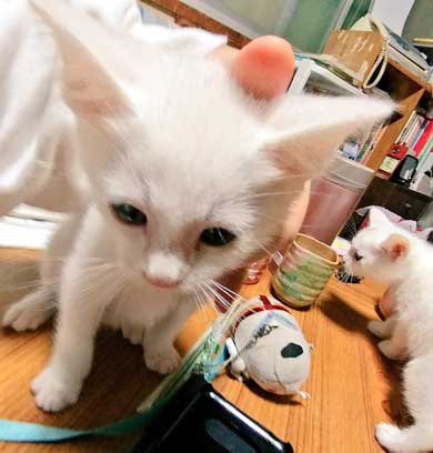 子猫 かわいい 我慢出来ん 見てくれ 俺の猫 白猫 2匹