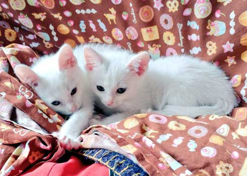子猫 かわいい 我慢出来ん 見てくれ 俺の猫 白猫 2匹