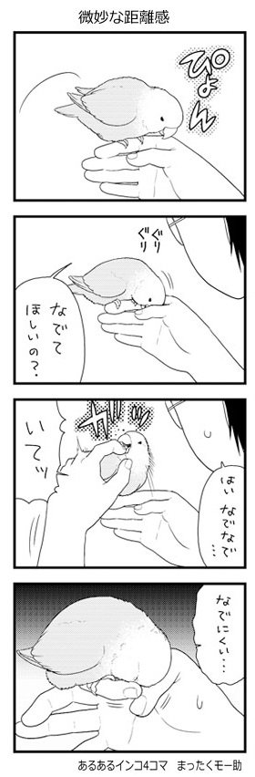 わがままで自由過ぎるけどかわいい インコあるある がつまった4コマ日常漫画に笑っちゃう L Ms07inkochan02 Jpg ねとらぼ