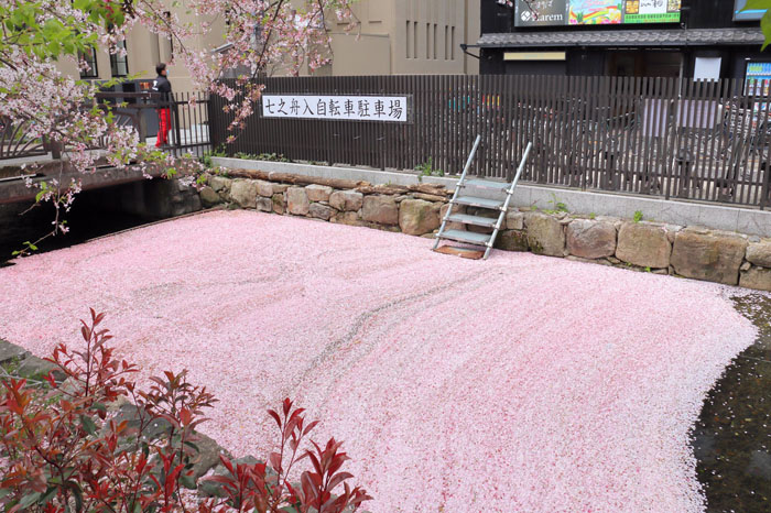 花びらのじゅうたんが川に敷き詰められた 京都高瀬川の桜が散ってもなお美しい ねとらぼ