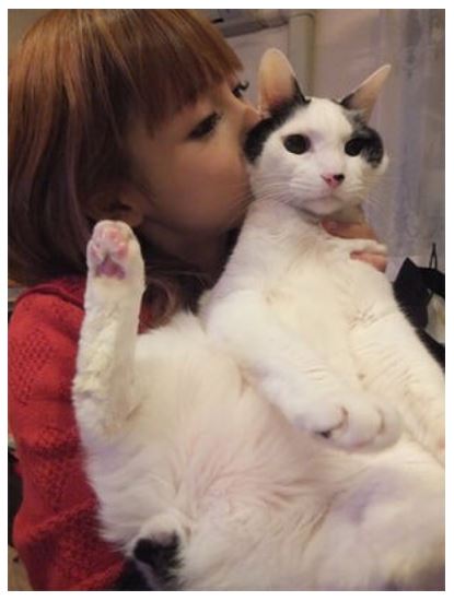 中川翔子 19歳の愛猫 ちび太が天国へ 聖火ランナーの姿見せたかった 来年 天国から見ててほしい ねとらぼ