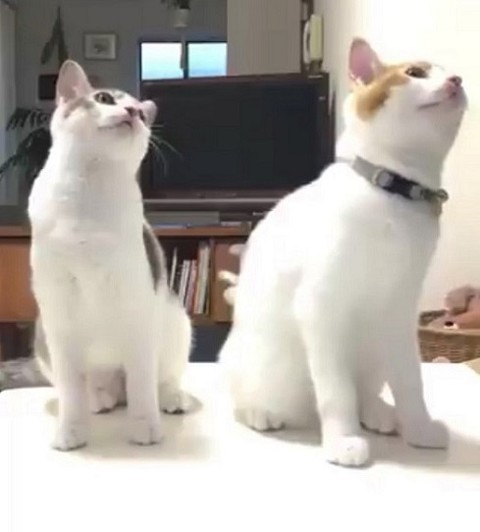 シンクロポーズする双子猫