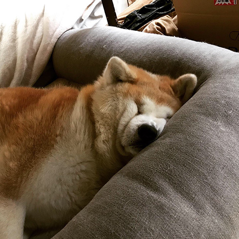 秋田犬寝顔