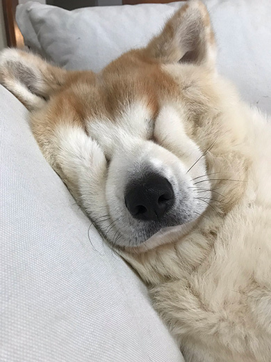 すやすや眠る秋田犬 顔文字の のようになってしまった寝顔がいとおしい ねとらぼ