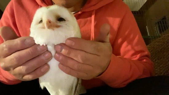 なでなで最高 ニッコニコ 飼い主さんになでられて 思わず笑顔になるフクロウがかわいい ねとらぼ