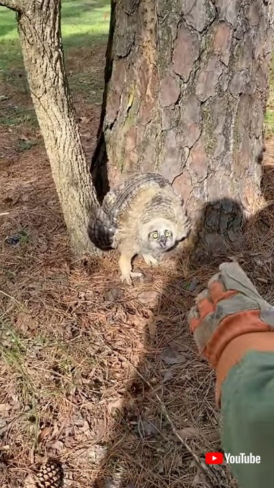 飛べない子ミミズクを救助 施設で飛ぶことを学び無事森へ帰る 1 2 ページ ねとらぼ