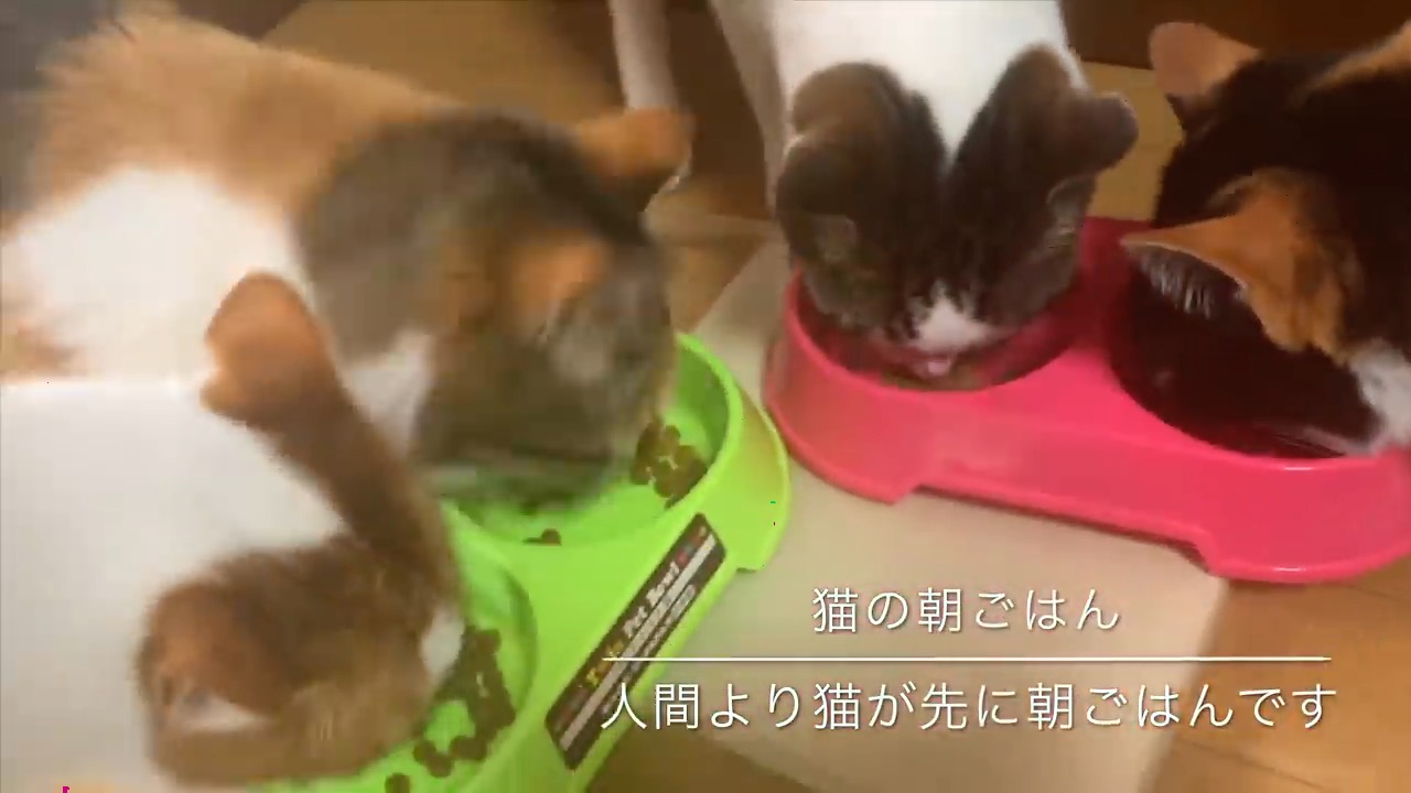 4匹の猫に囲まれて おやつ欲しいにゃー 猫まみれなお寺の朝食風景がうらやましくて癒やされる ねとらぼ