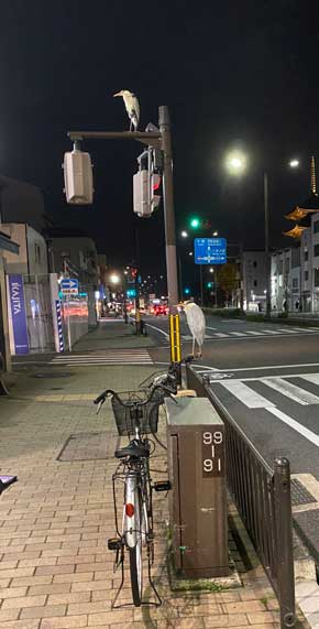アオサギ 自転車 ハンドル 止まる 間近 京都
