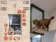 愛猫と幸せに暮らすために　『建築知識5月号』はプロが本気で考案した猫のためのDIY特集