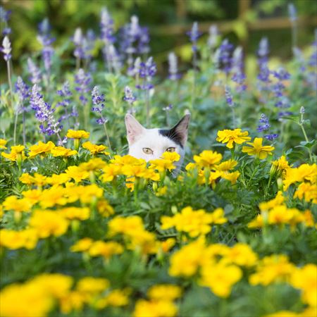 かわいいお耳が見えてるよ？ 隠れている“つもり”のネコちゃんたちを