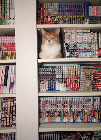 本棚 猫 発見