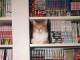「本棚にいたニャ」　飼い主さんが探し回った猫ちゃん、予想外の場所で発見される