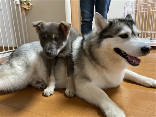 「今日も平和です」 2匹のワンコと赤ちゃんの日常が ...