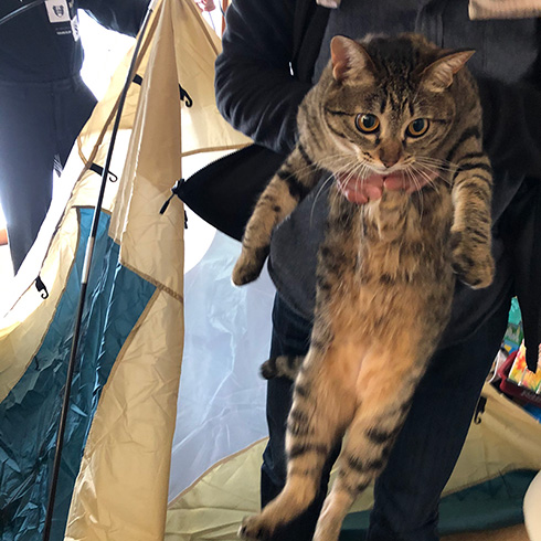 家の中でテントを張っていたらネコちゃんが乱入 つまみ出されるネコちゃんの 解せぬ 表情がいとおしい ねとらぼ