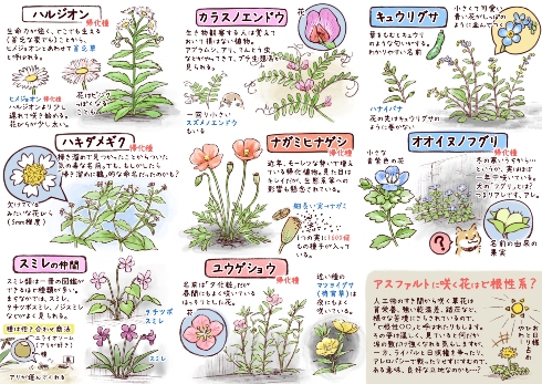 アスファルトに も 咲く身近な花 を紹介したイラストがすてき 必要最低限の外出時のお供に L Tanimachi Hanadukan02 Jpg ねとらぼ