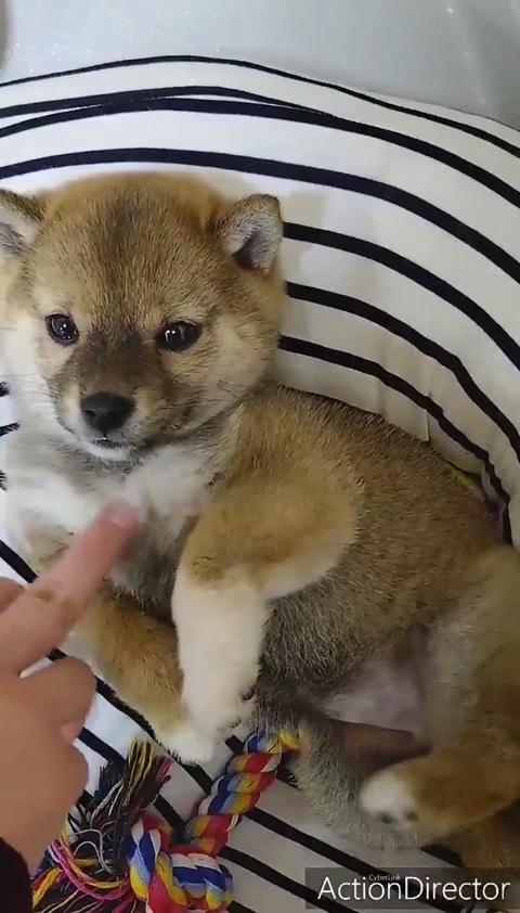 柴犬 スーパーマンでしゅ Zzz 空を飛ぶ寝相 の子犬がかわいすぎると話題に L Sb11superdog1 Jpg ねとらぼ