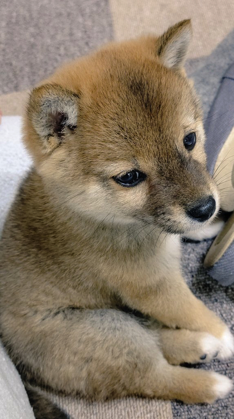 柴犬 スーパーマンでしゅ Zzz 空を飛ぶ寝相 の子犬がかわいすぎると話題に L Sb11superdog1 Jpg ねとらぼ