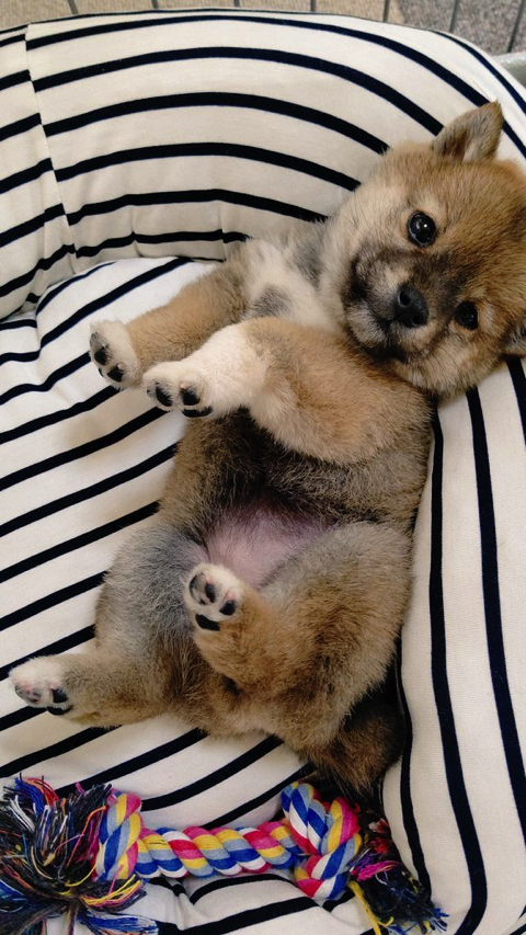 柴犬 スーパーマンでしゅ Zzz 空を飛ぶ寝相 の子犬がかわいすぎると話題に L Sb11superdog1 Jpg ねとらぼ