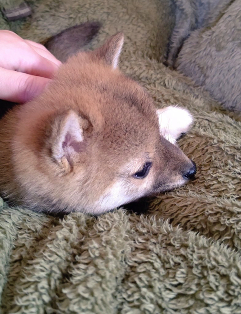 柴犬 スーパーマンでしゅ Zzz 空を飛ぶ寝相 の子犬がかわいすぎると話題に L Sb11superdog1 Jpg ねとらぼ