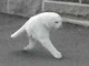 【7年前の今頃は？】「2本足の猫」見つかる　GoogleストリートビューがUMAを激写したと話題に