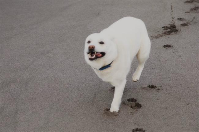 全力疾走するワンコが謎のフォルムに 笑いを誘う姿に ナマケモノかな 親知らずに似てる の声 1 2 ページ ねとらぼ