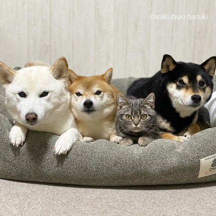 自分のことを 柴犬 だと思っている猫ちゃん 犬猫4きょうだいの息ピッタリな いただきます がお見事 ねとらぼ