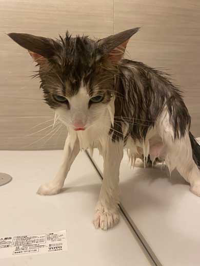 猫 ニンゲン ユルサナイ お風呂に入れられた猫ちゃん 怒りの表情で迫る姿がホラー感漂う ねとらぼ