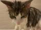 猫「ニンゲン……ユルサナイ……」　お風呂に入れられた猫ちゃん　怒りの表情で迫る姿がホラー感漂う